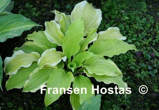 Hosta Joshua's Banner